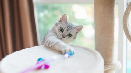 juguetes para que los gatos jueguen solos