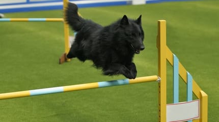 jumping chien