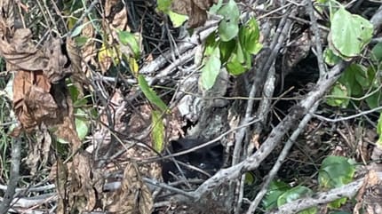 Kätzchen zwischen Gestrüpp