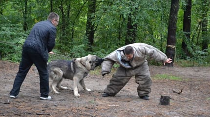 cane in addestramento per diventare razza di cane da combattimento