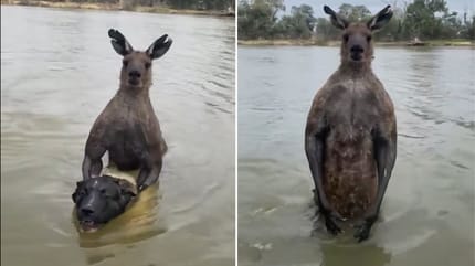 Kangaroo drowning dog