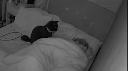 Kater beobachtet seine schlafende Halterin