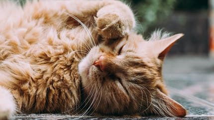 kattennamen voor cremekleurige katten