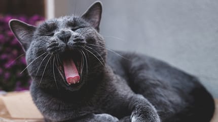 kattennamen voor grijze katten