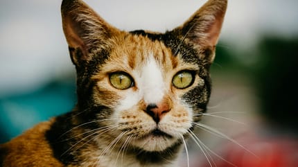 kattennamen voor lapjeskatten