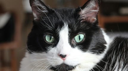 kattennamen voor tuxedo kat