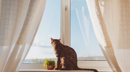 Katze alleine halten