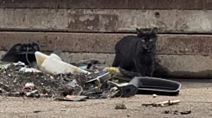 Katze auf dem Kölner Großmarkt-Gelände