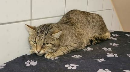 Katze aus Animal-Hoarding-"Forschungsprojekt"