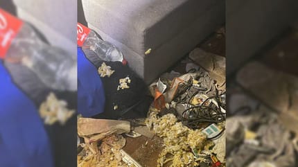 Katze aus Messie-Wohnung gerettet