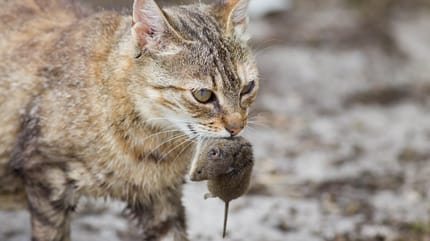 Katze bringt Maus