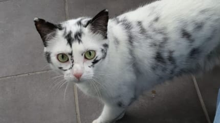 Katze Elli hat die Weißenfleckenkrankheit Vitiligo