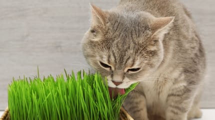 Katze frisst Katzengras