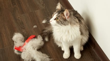 Katze im Fellwechsel