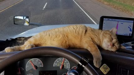 Katze im LKW