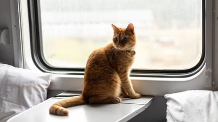 Katze im Zug