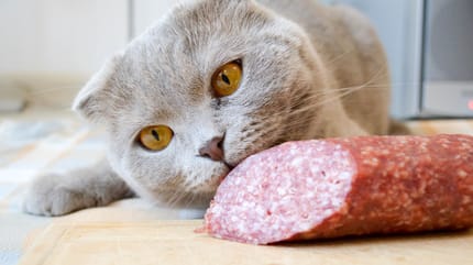 Katze isst Salami