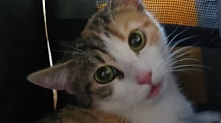 Gata Lilli