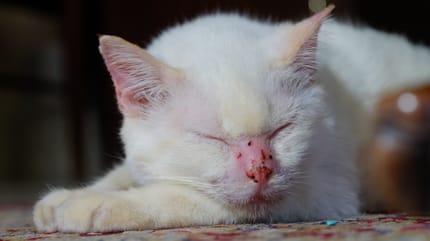 Katze mit Allergie