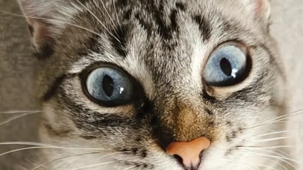 Katze mit menschlichen Lippen