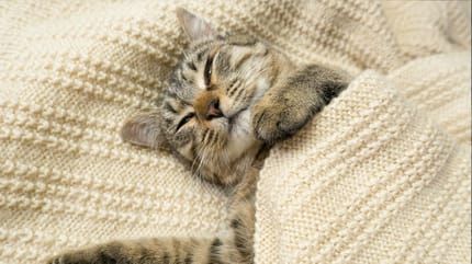 Katze schläft mit offenen Augen