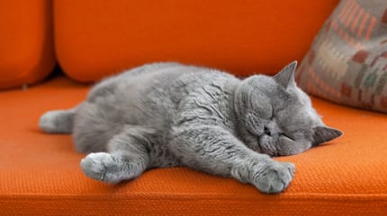 Katze schläft viel