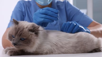 Katze Schmerzen hinterer Rücken