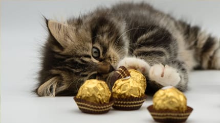 Katze Schokolade
