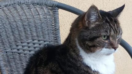 Katze sitzt auf Stuhl