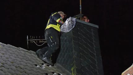 Katze sitzt im Kamin fest