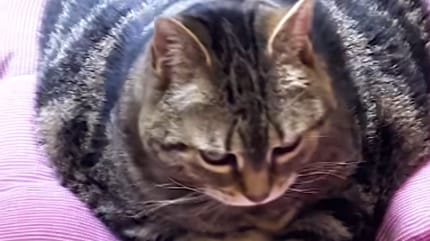 Katze Tanaya