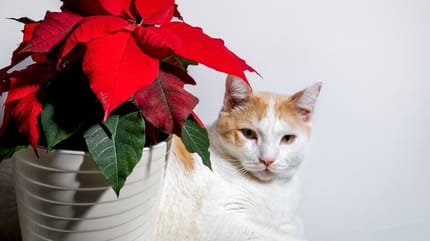 Weihnachtsstern: Giftig fr Katzen?