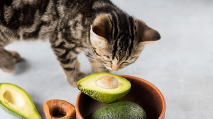 Avocado voor katten