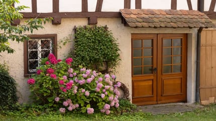 Chats sauvés d'une maison insalubre