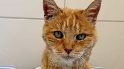 Katzen-Omi "Rübe"