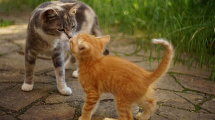 Katzen zusammenführen