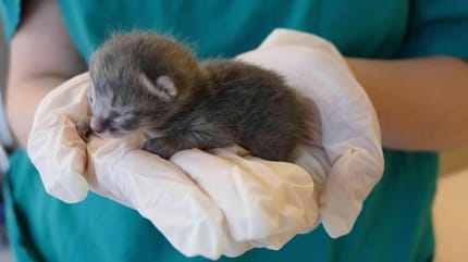 Katzenbaby auf einer Hand