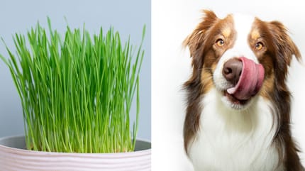 Katzengras für Hunde