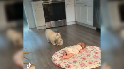 Une maman chatte attrape son chaton par le cou