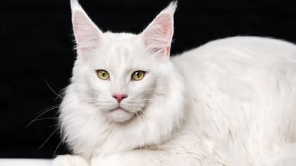 Katzenohr