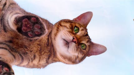 Katzenpfote