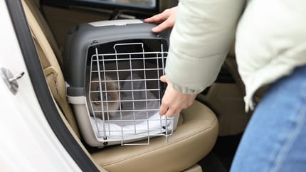Katzentransportbox im Auto