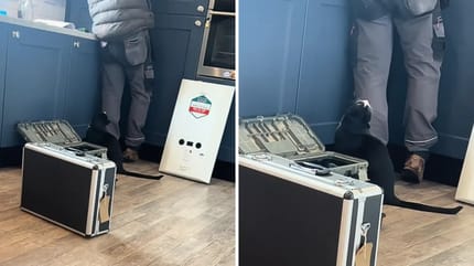 Katzer sitzt neben dem Handwerker in der Küche