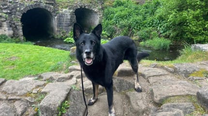 Kenai der Hund