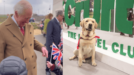 King Charles and a Labrador Retriever