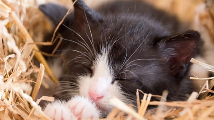Kitten vom Bauernhof adoptieren?