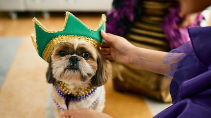 Kleiner Hund mit Karnevalskrone auf dem Kopf