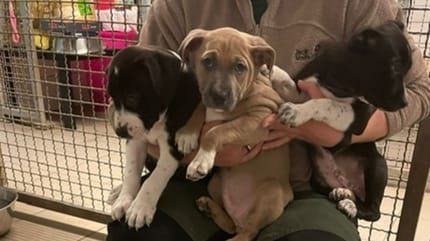 Kniender Tierheimmitarbeiter hat drei Welpen im Arm