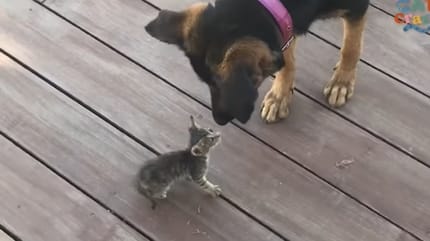 Kätzchen und Deutscher Schäferhund