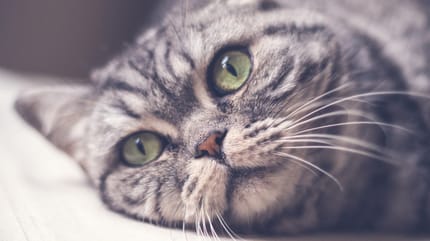 Können Katzen weinen?